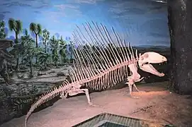 Dimetrodon on display
