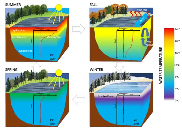 Cycles of thermal stratification in a dimictic lake.