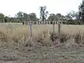 Dingo Barrier fence, near Bell, Queensland. 2018
