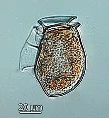 The dinoflagellate Dinophysis acuta