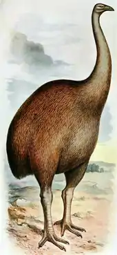 Moa (Dinornis pictured) were the largest birds in New Zealand, weighing up to 250 kg (550 lb).