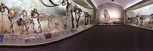 Elephant Hall, which includes the largest mammoth skeletons