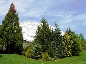 Geodesic dome through pines
