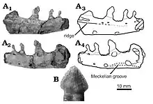 Photos and diagrams of a lower jaw bone and close-up of a tooth