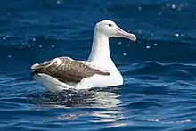 Southern royal albatross (Diomedea epomophora)
