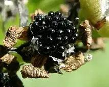 The species produces small, shiny black seeds