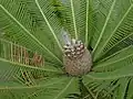 Dioon edule