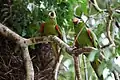 Noble macaws in Mato Grosso, Brazil