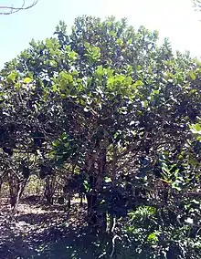 One of the local species of ebony, Diospyros egrettarum (named after the island)