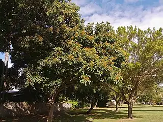 Cultivated in Cairns