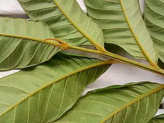 Close up of leaf undersides with dense golden hairs