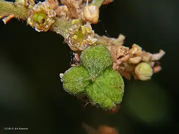 Immature fruit