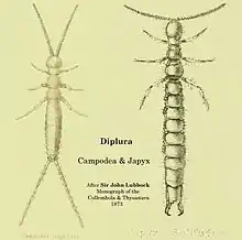 Two forms of Diplura, illustrating cerci with sensory glandular function, as contrasted with forcipate forms of cerci used in predation