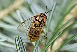 Female imago