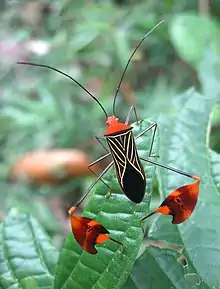 A "leaf-footed" coreid (Anisoscelis flavolineata) with typical expanded hind legs