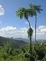 View to the west from the foot of El Yunque