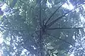Disamara tree