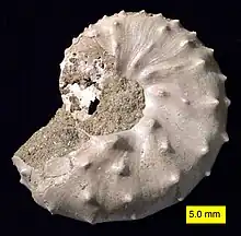 The ammonite Discoscaphites iris, Owl Creek Formation (Upper Cretaceous), Ripley, Mississippi