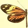 D. a. amphione female