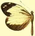 D. c. foedora female