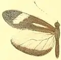 D. t. avonia male