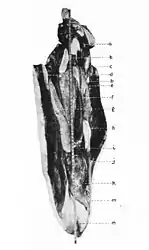 #109 (?/12/1933)Dissected mantle showing internal organs (Frost, 1934:114 & pl. 3; see also labelled diagram of same and caudal fin)
