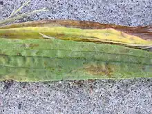 "Ditylenchus dipsaci" on ribwort plantain ("Plantago lanceolata")