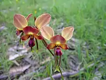 Diuris orientis