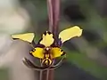 Diuris pardina in the Namadgi National Park in the A.C.T.