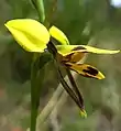 Diuris sulphurea