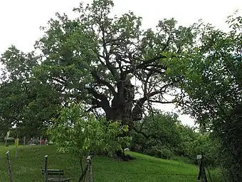 Old sacred oak (zapis) in Divljana, Serbia
