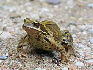 Common frog