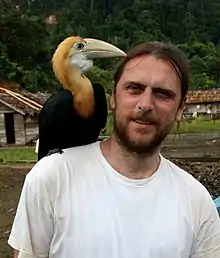 Telnov with young Blyth's hornbill photographed on Waigeo Island, E Indonesia