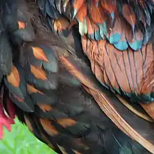 The typical broad lacing (Dobbelung) of the breast feathers