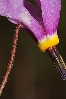 The rugose connective of the stamens is not present in the otherwise similar Primula pauciflora var. cusickii