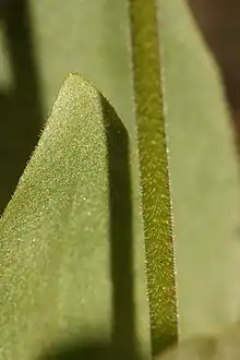 The leaves and pedicel are glandular and covered by fine short hairs