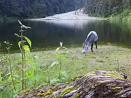 Horse on Dodital lake shore