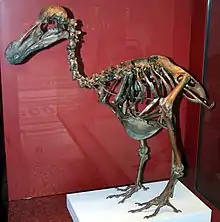 Brown, mounted dodo skeleton