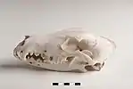 Skull of a dog