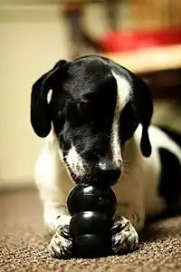 A dog eating food out of a black KONG.