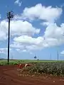 Pineapple plantation field in Wahiawā is where the Dole pineapple industry started.