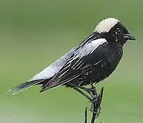 Bobolink