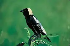 Bobolink