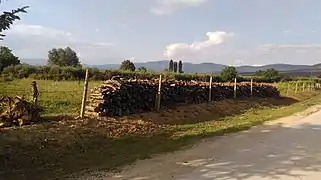 Cut firewood in a field of Dolna Bela Crkva