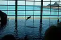 A Pacific white-sided dolphin leaping from the oceanarium during the main dolphin demonstration