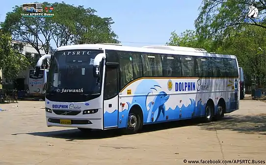 Dolphin Bus