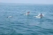 Dolphins at Surin Island