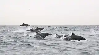 Spinner dolphins leaping in the Persian Gulf