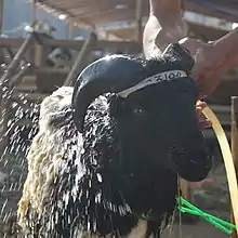 A black priangan sheep getting shower