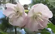 Extreme close-up of flowers